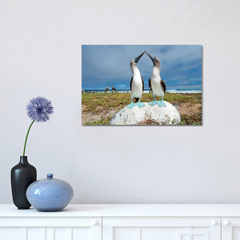 Blue-Footed Booby Pair Courting, Santa Cruz Island, Galapagos Islands, Ecuador 1 Piece Wrapped Canvas Wall Art
