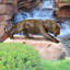Prowling Tiger Garden Statue