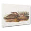 American Brown Weasels - Wrapped Canvas-55368739