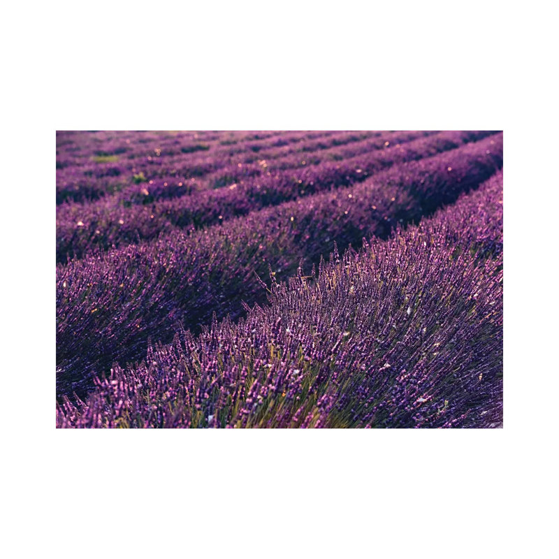 Lavender Symphony I by Stefan Hefele - Gallery-Wrapped Canvas Giclée on Canvas, 20.32 cm H x 30.48 cm W, Canvas