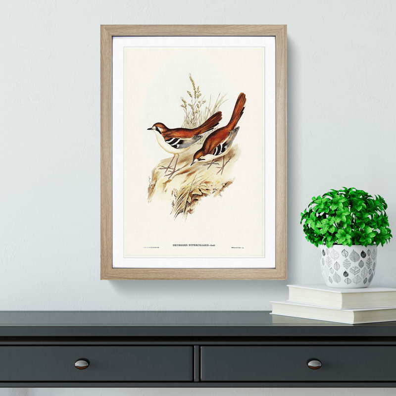 Eastern Scrub-Robin Birds by Elizabeth Gould - Picture Frame Graphic Art Print, 36cm H x 27cm W x 2cm D, Oak Framed