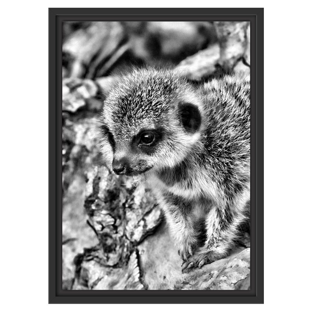 Gerahmtes Wandbild junges ErdmÃ¤nnchen auf Baum