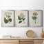 Antique Turpin Botanical IV - Ensemble de 3 peintures sur toile encadrées-1478134886-1478134875