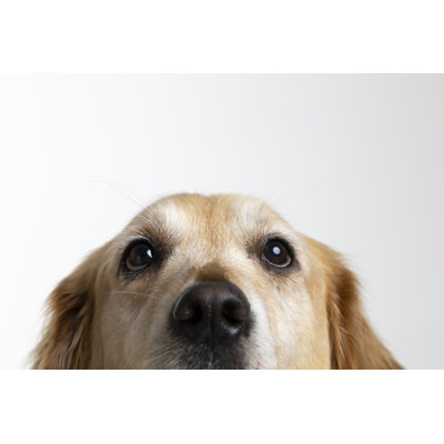 Golden Retriver by Solidcolours - Wrapped Canvas Print