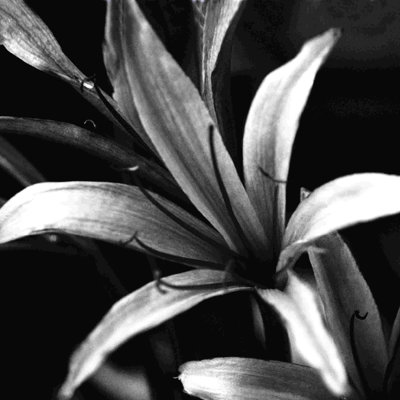 Fleur noire et blanche 4 par - sur