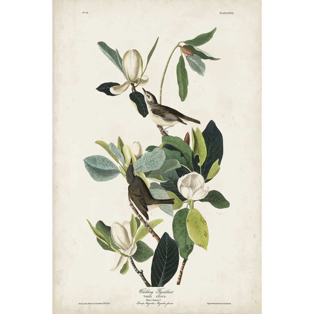 Leinwandbild Pl 118 Warbling Flycatcher von John Audubon