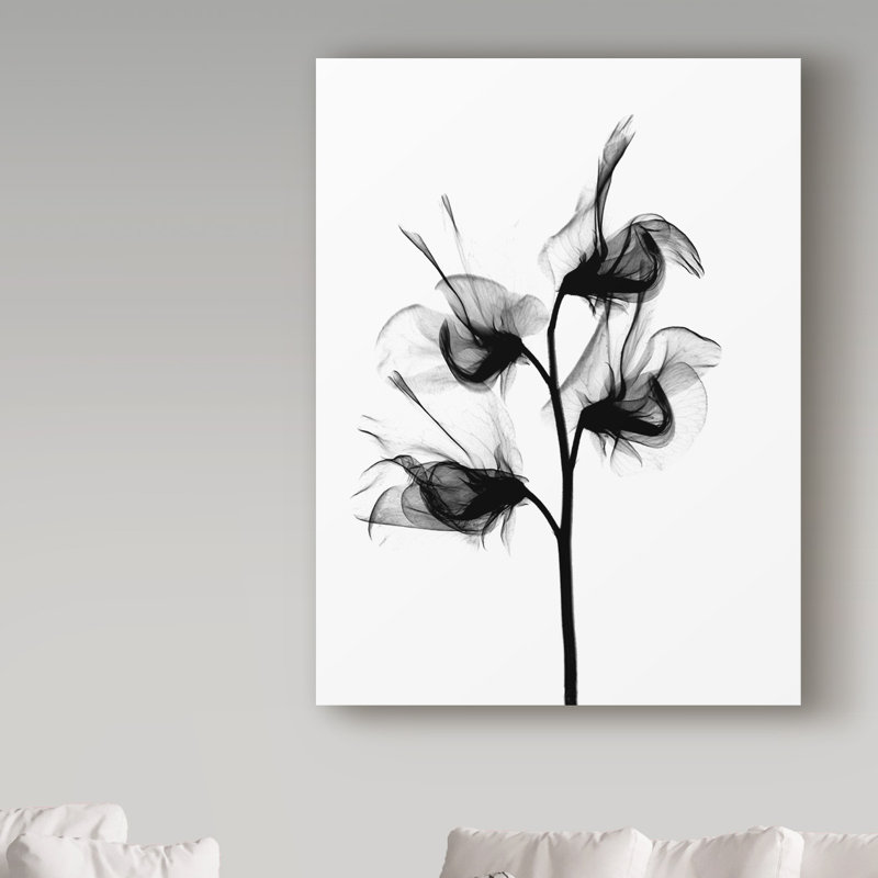 « doux pea x ray », reproduction de photo sur toile tendue, H 47 po x l 35 po x P 2 po