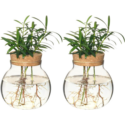 Plant Propagation Station,Hydroponic Terrarium Vase,Desktop Glass Planter Station,For Houses,Garden Decorations,Ropagating Hydroponic Plants,Centerpiece Office,Home Garden Decor (2)