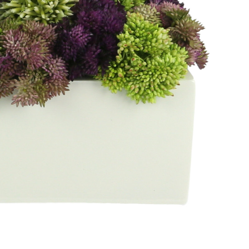 Multi Color Assorted Sedum in Planter, 6"H x 16" W x 8" D, Rectangle