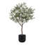 6.5FT OLIVE TREE, POTTED