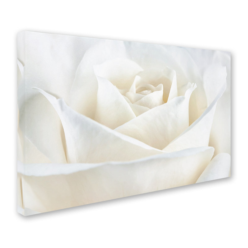 «Pure White Rose», reproduction de photo encadrée, H 16 po x l 24 po x P 2 po, Toile tendue, Pas de tapis