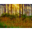 Sunrise In Deep Forest In Gainesville, Florida Print by Brian Mc Clean-71200303-71200304