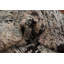 Tapis oriental moderne all-over 5 x 8