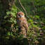  Hibou brun sur une branche | Statue d'oiseau décorative fabriquée à la main pour la maison et le jardin | Polyrésine de qualité supérieure, décor intérieur / extérieur résistant aux intempéries