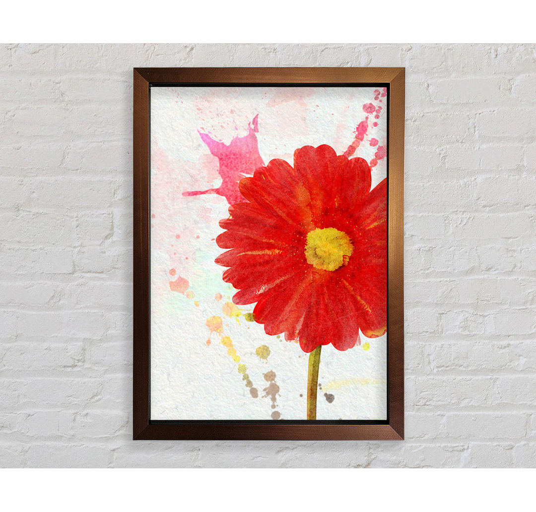 Gerbera Splash Gerahmter Druck