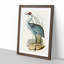 Australian Crane by Elizabeth Gould - Single Picture Frame Painting-55456775-55456777