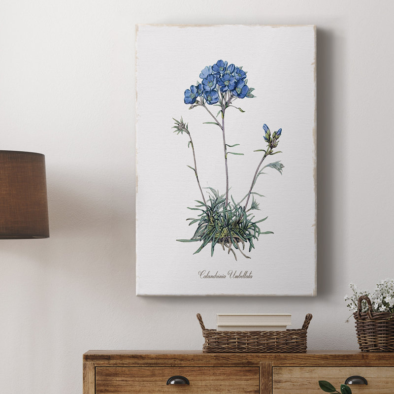 Caladrinia - Galeria Cavas, H 18 po x l 12 po