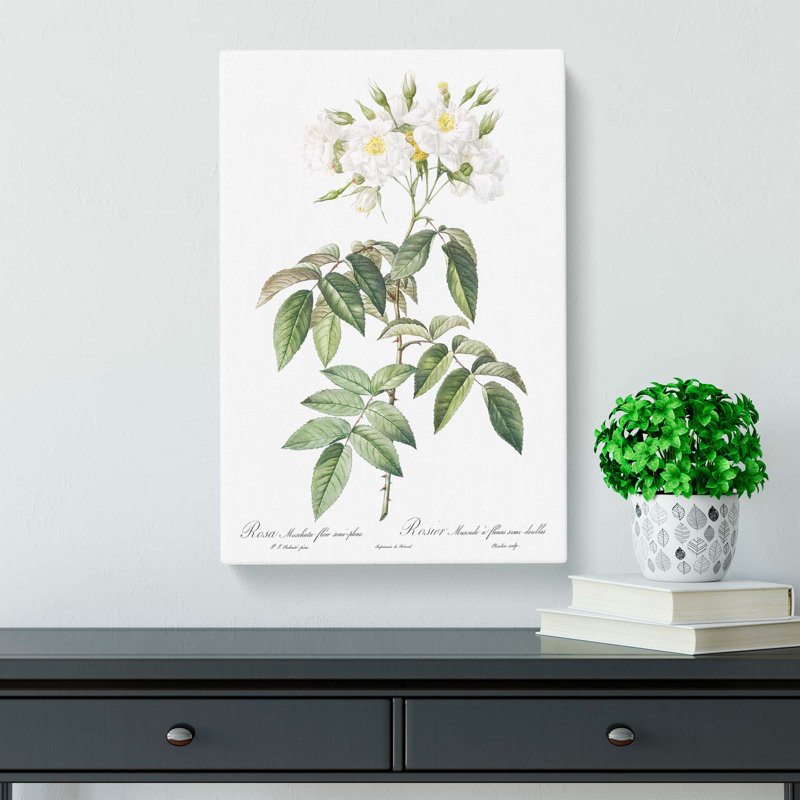 Musk Rose in White by Pierre-Joseph Redoute - Wrapped Canvas, 50cm H x 35cm W x 3cm D