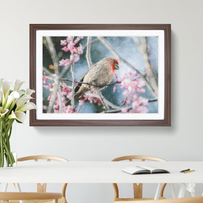 A House Finch Bird - Picture Frame Graphic Art