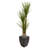 Arbre de yucca artificiel 48" en pot