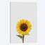 « tournesol », reproduction d’impression sur toile-29682646-74412634-74412628