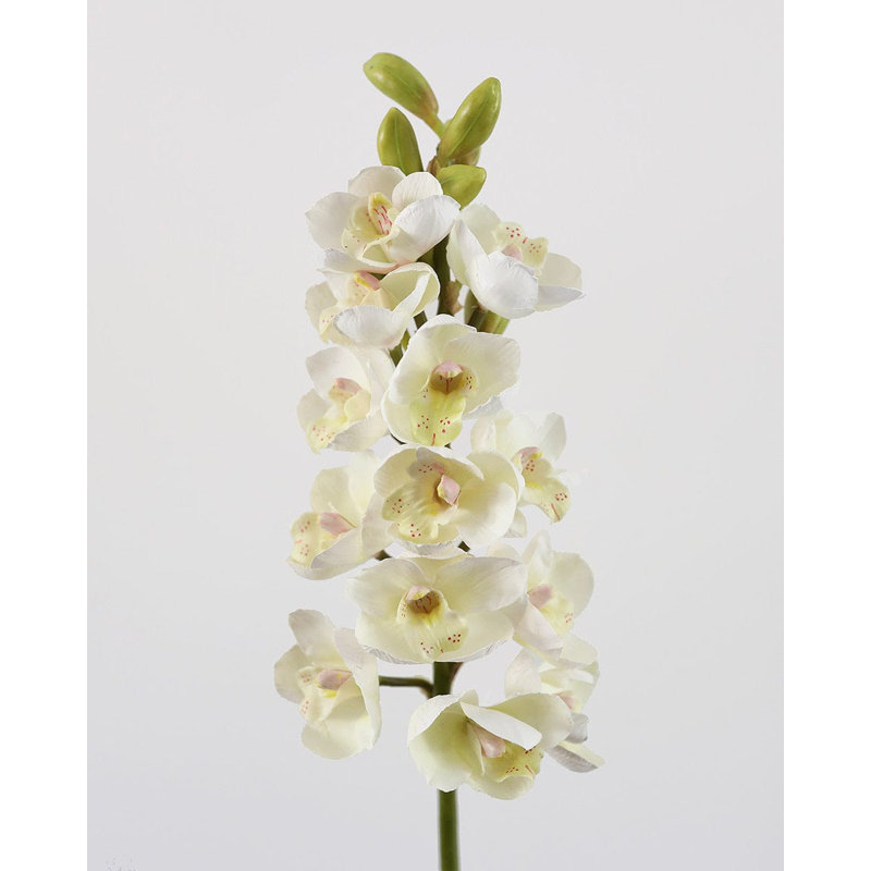 Cream Cymbidium Orchid 33", Cream