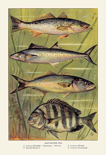 Publicité rétro eau salée fish