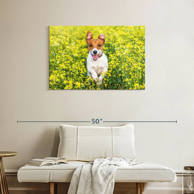 Happy Jack Russell, H 24 po x l 36 po