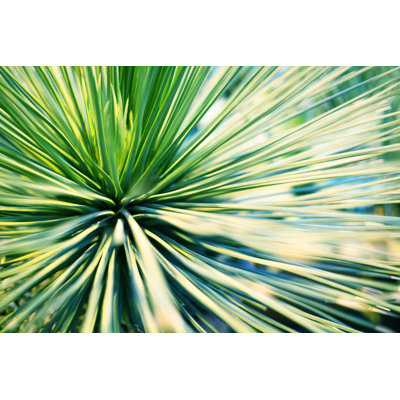 «Palm Tree Leaves» par Vera Shestak - impression sur toile tendue
