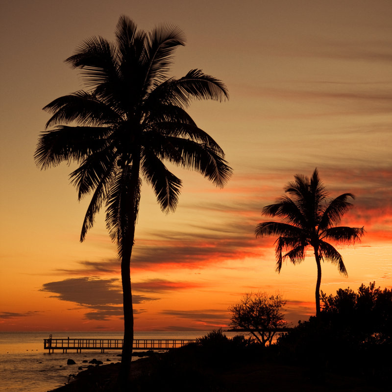 Small Pier And Palm Trees by THEPALMER - Wrapped Canvas Print, 76cm H x 76cm W x 3.8cm D