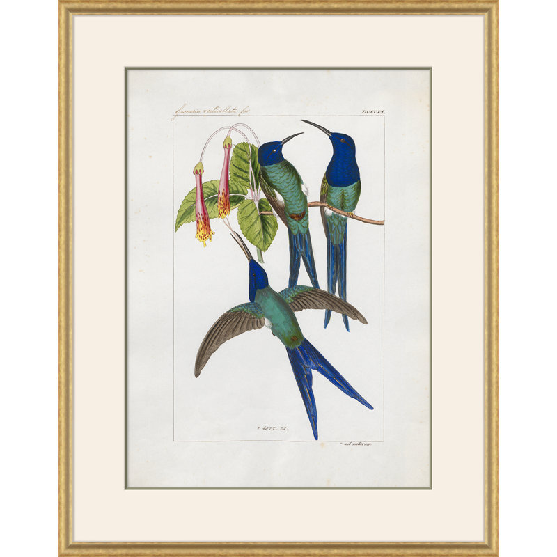 Hummingbirds " Hummingbirds " by John Gould