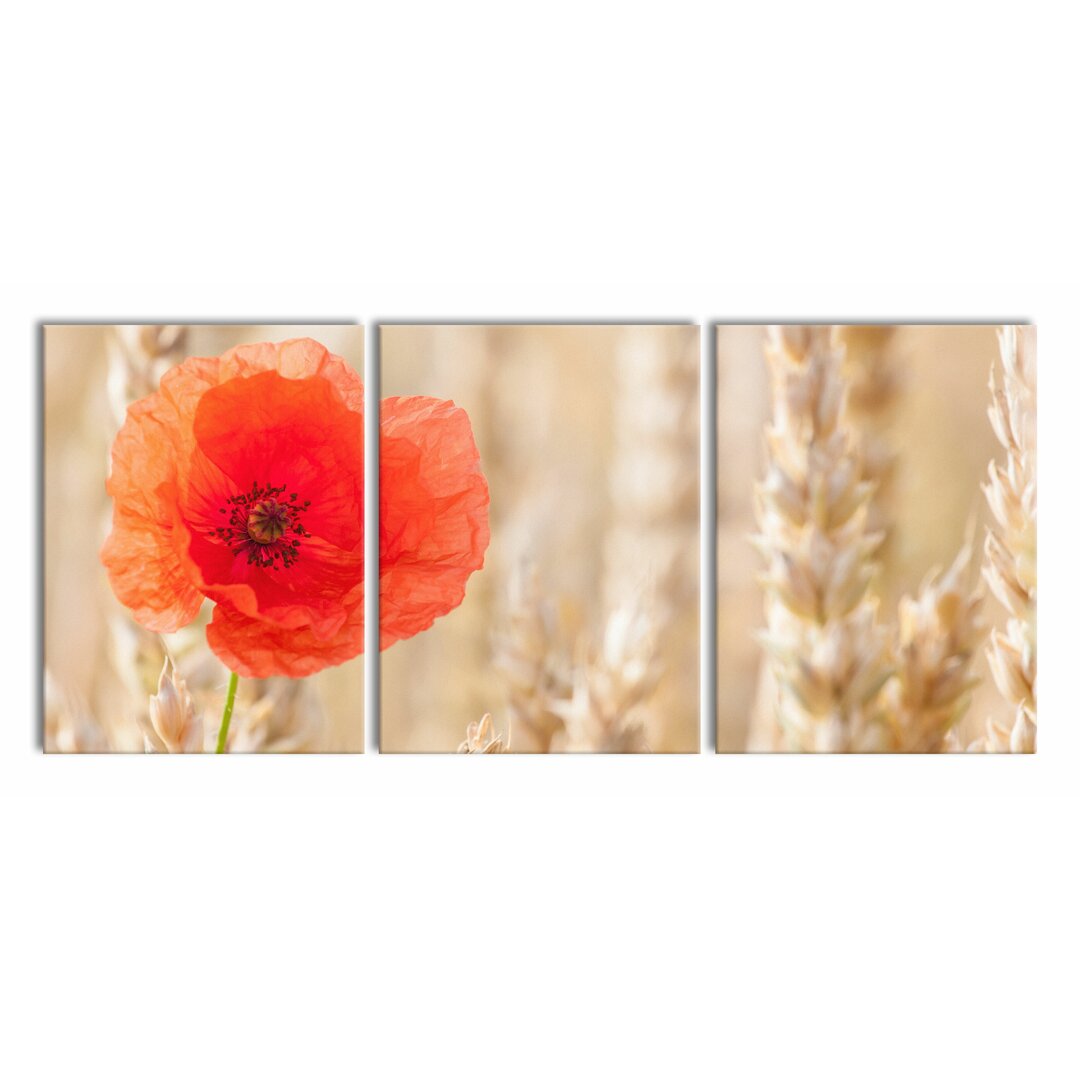 3-tlg. Leinwandbilder-Set Poppy in a Corn Field