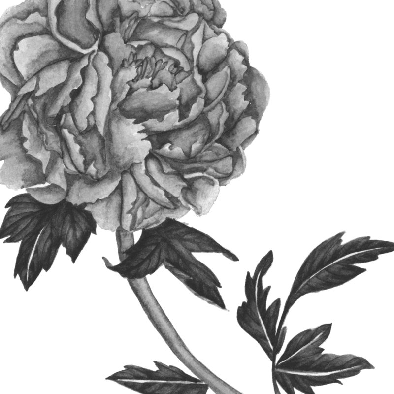 Flowers In Grey III - Wrapped Canvas Print, 91cm H x 91cm W