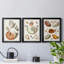 Collection de coquillages I - ensemble de 3 cadres photo sur toile-2017753909-2017753910