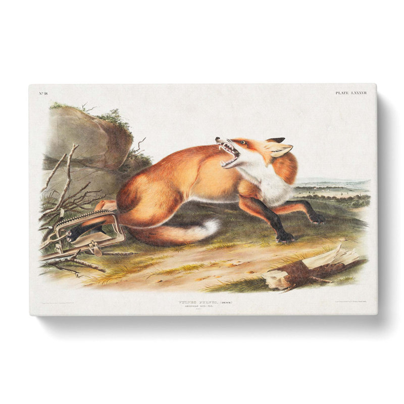 Fox Caught In A Trap by J.W. Audubon - Wrapped Canvas, 35cm H x 50cm W x 3cm D