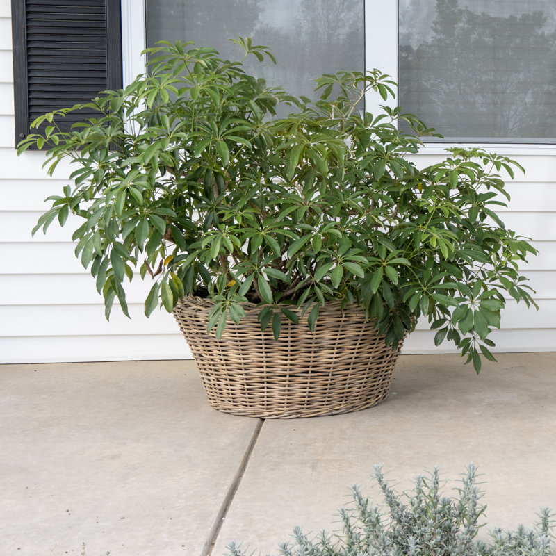 Round Cone Planter with Black Plastic Insert