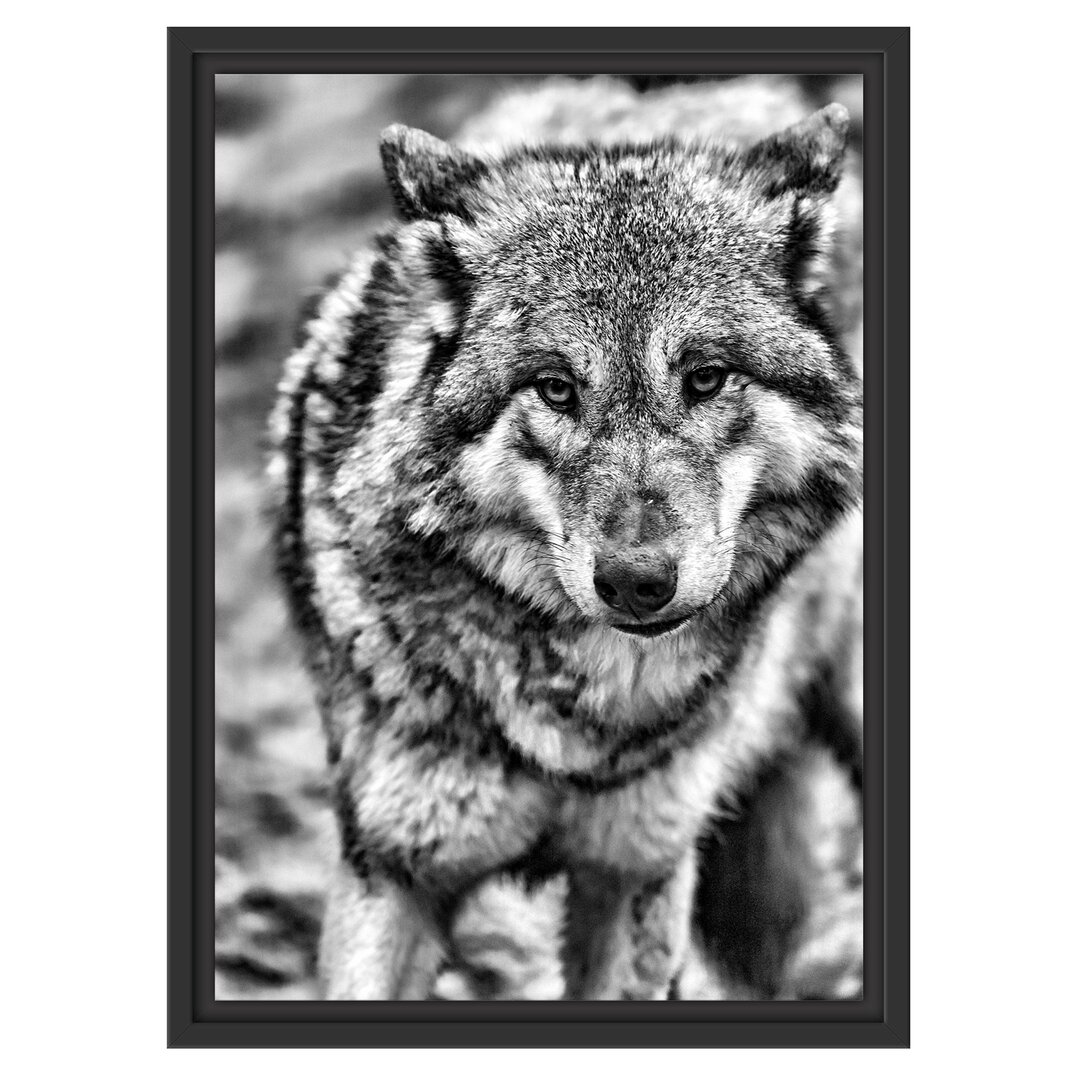 Gerahmtes Wandbild scheuer Wolf