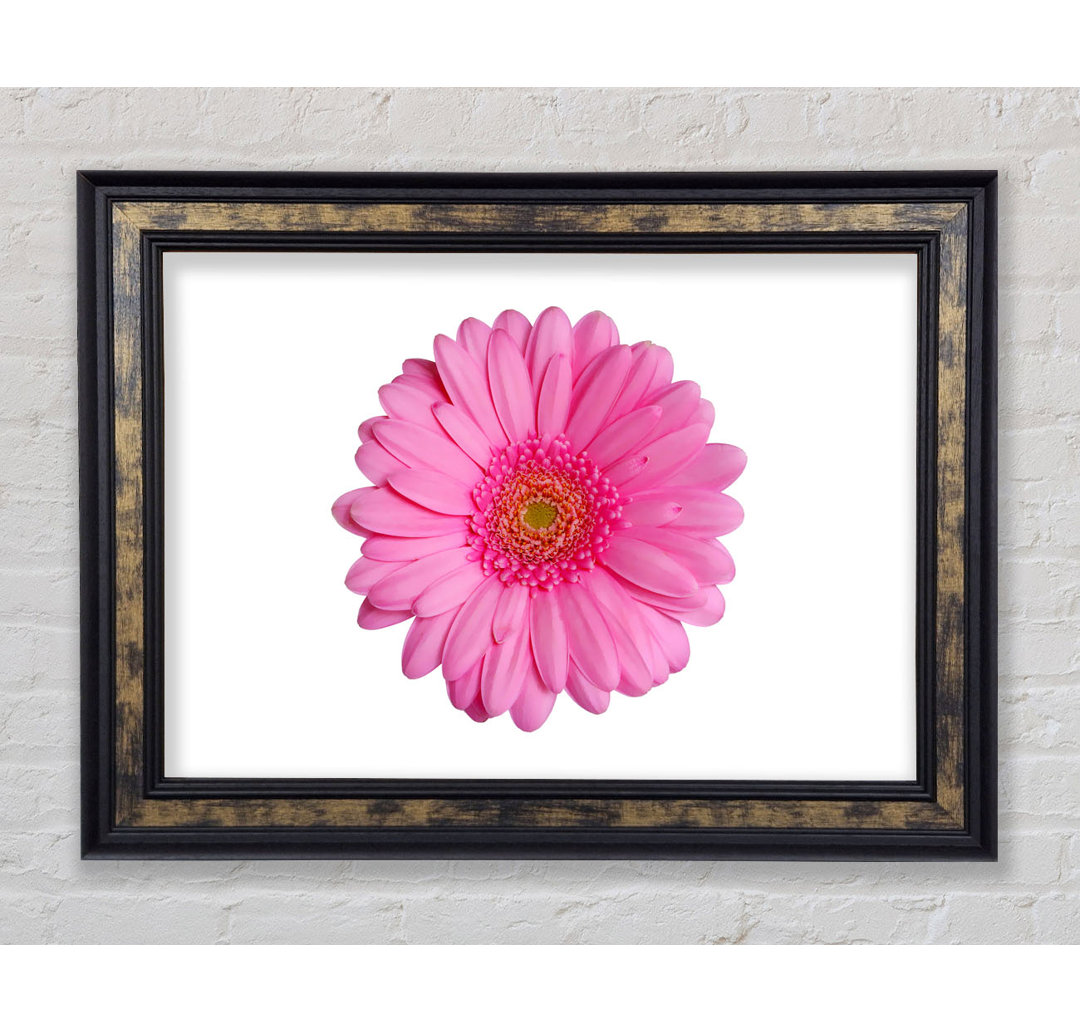 Leinwandbild Gerbera in Babypink - Blumen