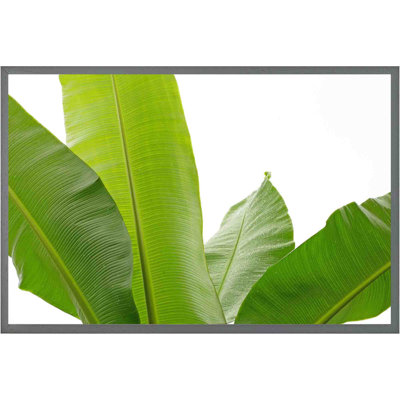 Tuohy Green Leaves On White - Single Picture Frame Print