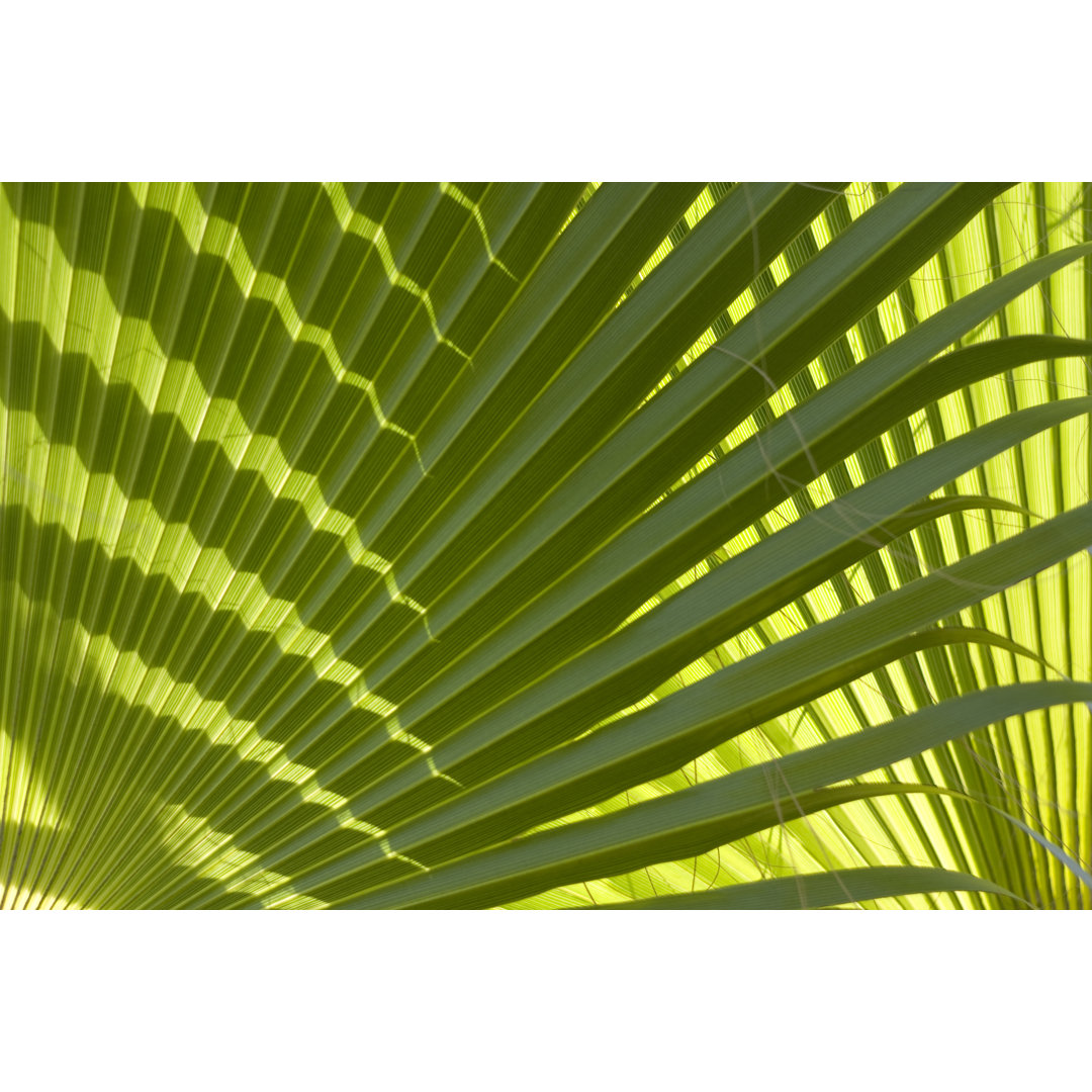 Palm Tree Leaf von Barcin - Kunstdrucke auf Leinwand