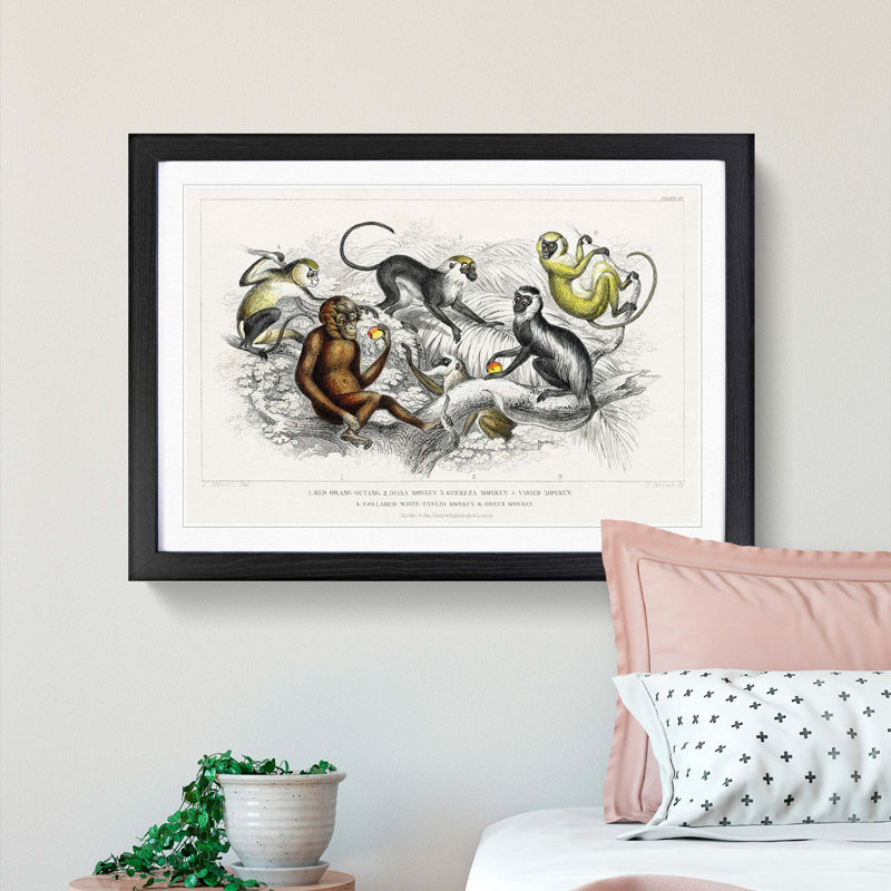 Orangutan and Monkeys by Oliver Goldsmith - Framed Print, 27cm H x 36cm W x 2cm D, Black Framed