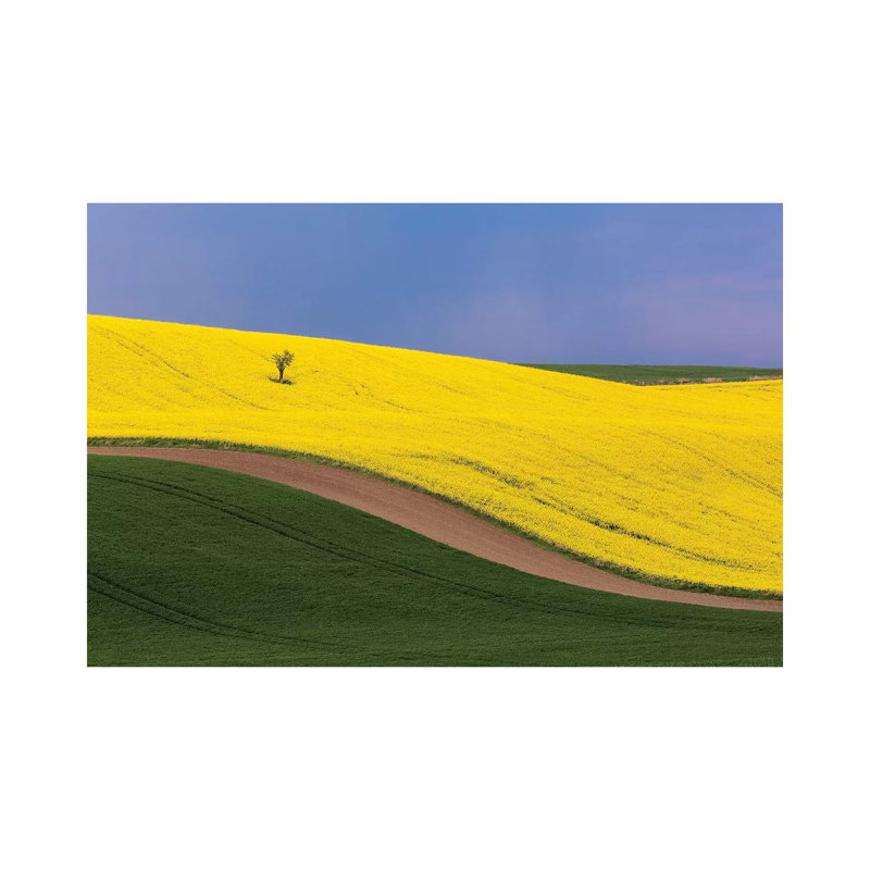 Czech Republic, Southern Moravia. Farm field of yellow canola and wheat. 1 Piece Wrapped Canvas Wall Art