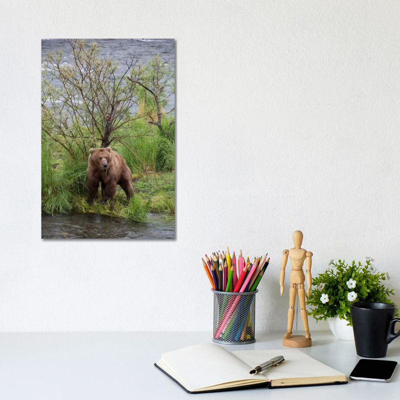 Grizzly Bear Male Scent Marking On Rubbing Tree, Katmai National Park, Alaska by Matthias Breiter - Wrapped Canvas Print