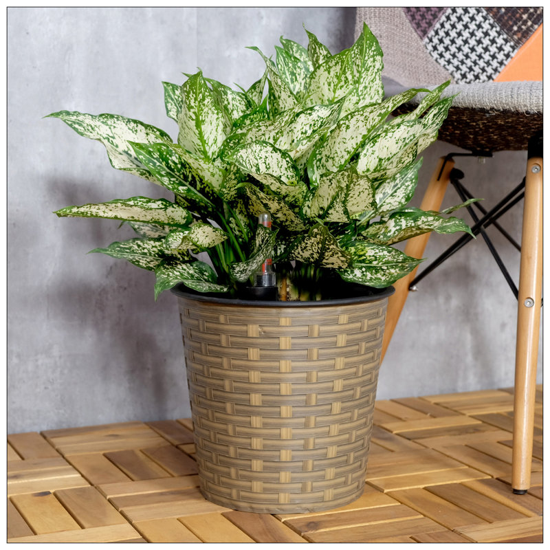 Shaian Pot Planter, 9.4" H x 10.2" W x 10.2" D, Brown