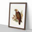 Ka-Ka Parrot by Elizabeth Gould - Picture Frame Graphic Art Print-55609945-55609946