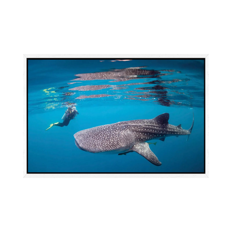 Diver Photographing A Whale Shark by Alessandro Cere - Floater Frame Gallery-Wrapped Canvas Giclée on Canvas