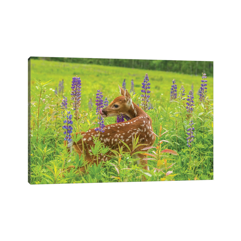 USA, Minnesota, Pine County. Captive Fawn. by Jaynes Gallery - Wrapped Canvas Gallery-Wrapped Canvas Giclée