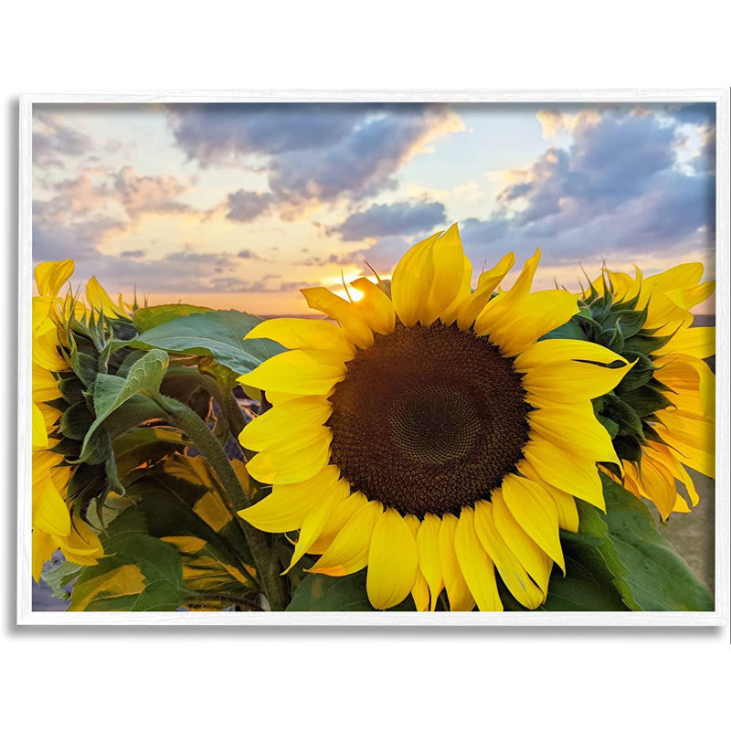 Tournesol jaune vif en fleurs au lever du soleil, cadre photo sur panneau de fibres à densité moyenne, L 20 po x H 16 po