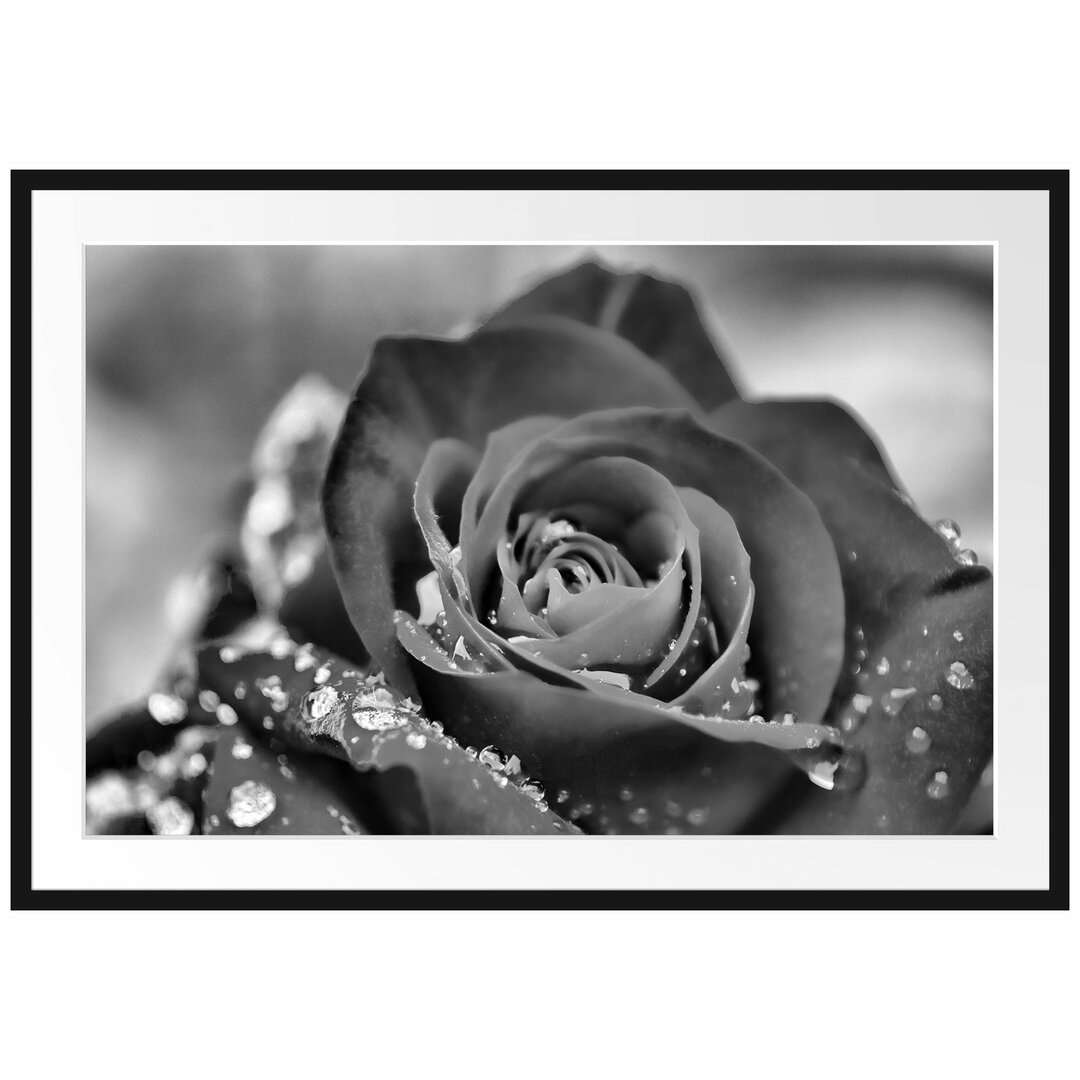 Gerahmtes Poster Rose mit Wassertropfen