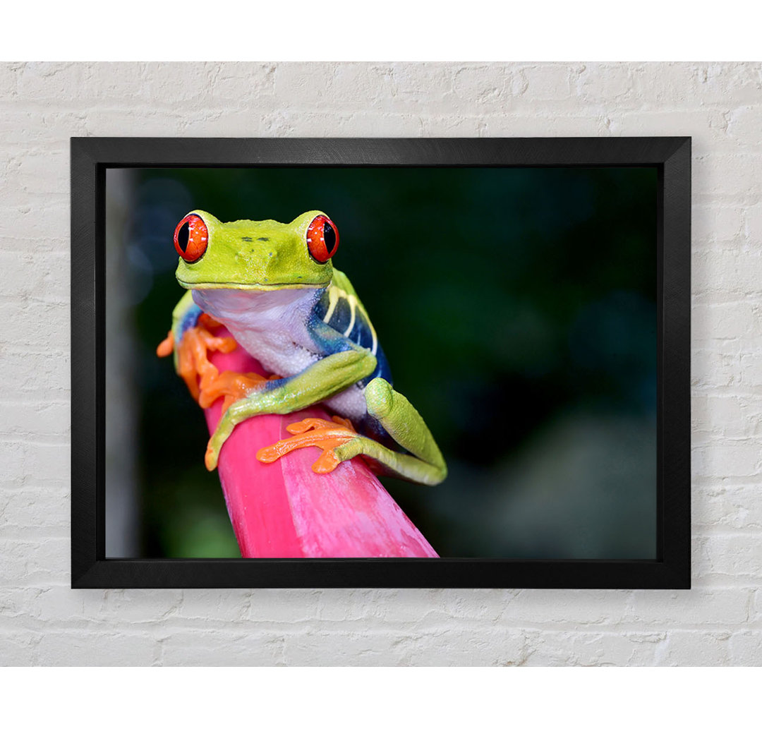 Here's Looking At You Frog - Einzelner Bilderrahmen Kunstdrucke